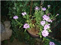 verbena